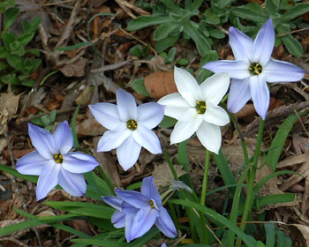 �O���f�[�V�����j��