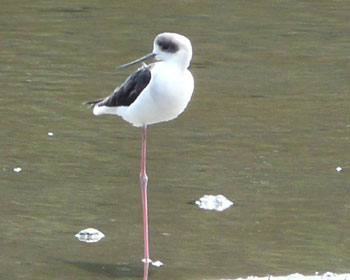 �������Z�C�^�J�V�M