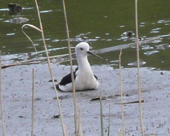 �܂񂶂イ�Z�C�^�J�V�M