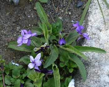 ���[�̍����X�~��