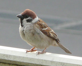 �����̃X�Y��