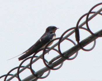 �ׂ̉Ƃ̃c�o��