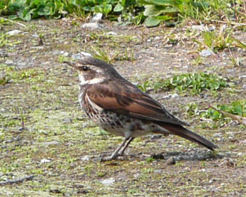 �܂������c�O�~