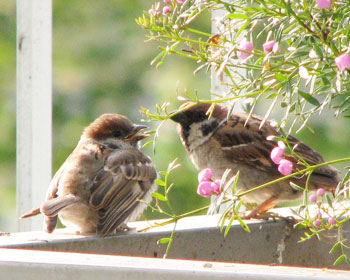 �悻�̎q�͂����o�Ă邯��