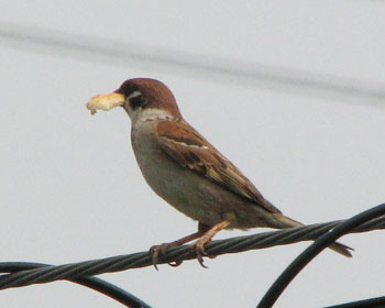 �܂��a�^�т��Z����