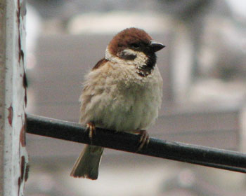 ���̉��Ō����蒆