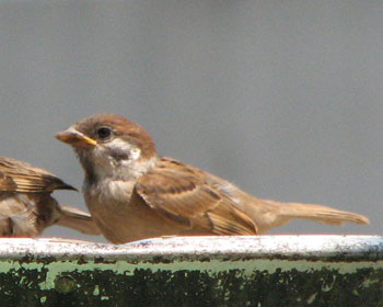 �q�i�̐��������������A�{�̉��F���q��