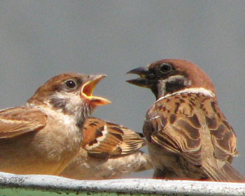 �C�Â��Ă��炤�Ɛ���t�J��