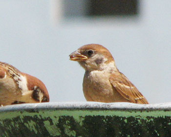 �e���ڂ𗣂��Ǝ����ŉa��