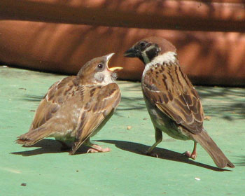 �������q�Ԃ��Ă݂�