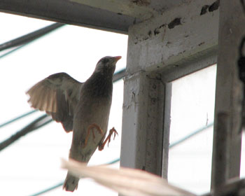 �q�i�̖������C�ɓ������炵��