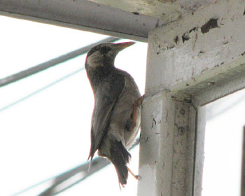 ���x���̂���