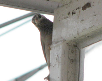 �l�͋C�ɂȂ邪