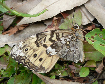 �Q�����蒱