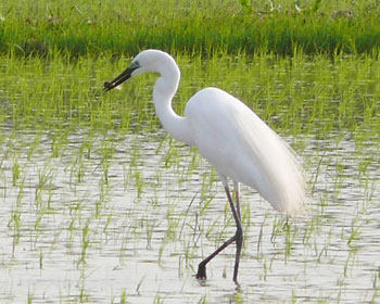 �H���_�C�T�M