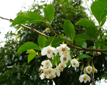 �����̂��ł����H