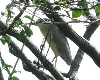 �R���j�[�̃S�C�T�M