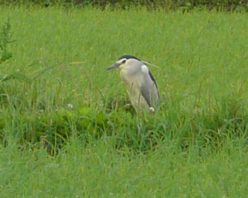 �c��ڃS�C�T�M�͂�������