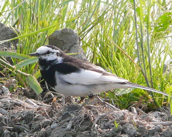 �c��ڂłڂ���n�N�Z�L���C