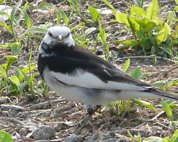 �U������ƕςȊ�