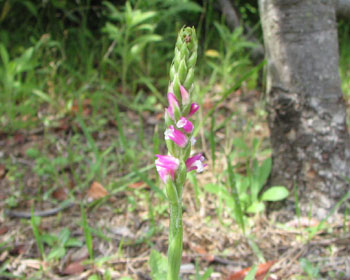 �A�X�p���ۂ����̕s����