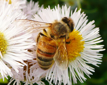 �~�c�o�`����Ȃ��ăA�u�H