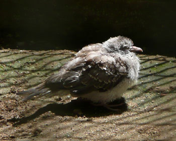 �q���͕s�@���E�E�E