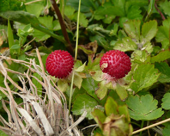 �����C�`�S