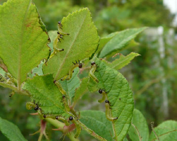 ���ǂ��Z��