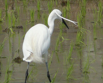 �w�A�[�������