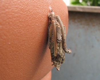 �A�ؔ��ł��낮�~�m���V