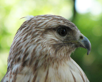 �m�X���̊�͂��킢��