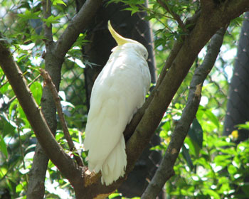 �C���Ȃ��Ƃ��������炵���I�E��