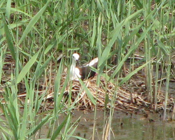 �����Z�C�^�J�V�M