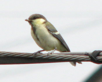 �����q�����Ăڂ���