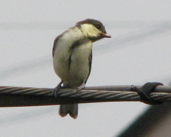 ���������̂Ȃ��q��