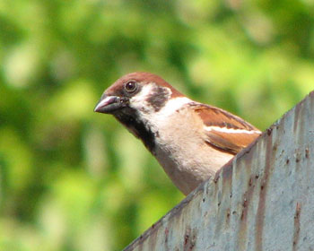 �Վ�ἁX�X�Y��