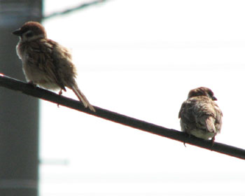 �R�g���I���΂������Ȃ�