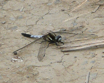 ���N�ŏ��̃g���{�͂T���P�S��