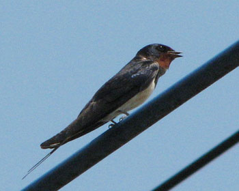 �c�o���͂�����ׂ�