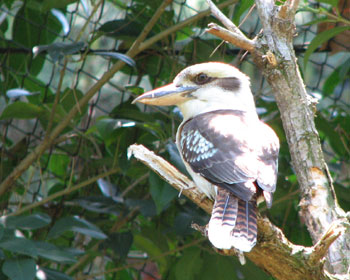 �����f�J�������C�J���Z�~