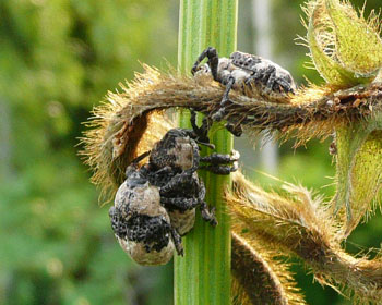 ����荞�݃]�E���V�ƁA�ł΂��߃]�E���V