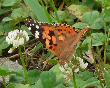 �q���A�J�^�e�n