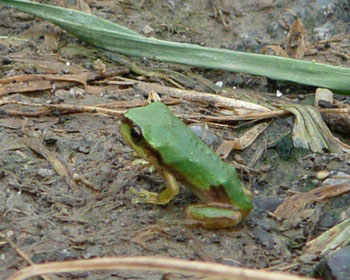 �ł����ẴA�}�K�G���ׂ͍��č����ۂ�