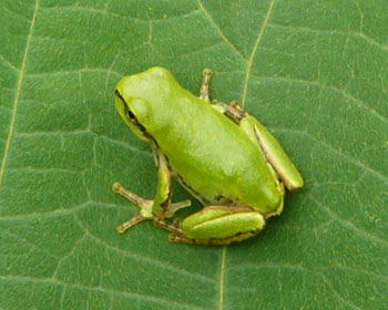 ��Ƃӂ�����