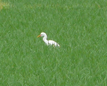 ���N�̃A�}�T�M�͂P�H����