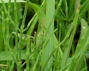 �q�o�b�^��T���I