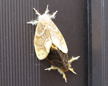 �F�Ⴂ�ł��˖т��ӂ��ӂ�