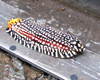 �r���[�h�n�}�L�͂��������Ă���