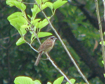 �L���m���̃Z�[�t�e�B�Y�[���͂���ڂ�